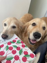 �ǂ����Ă����Ȃ���? �S�[���f�����g���o�[�́g������h��246���l���Ռ��u�ڂɗ͂��Ȃ��v�u����������񂩂�?�v 