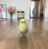 �C���R���҃_�b�V�����Ă��铮�悪�唽���i��mikakanemura���j 