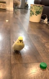 �C���R���҃_�b�V�����Ă��铮�悪�唽���i��mikakanemura���j 