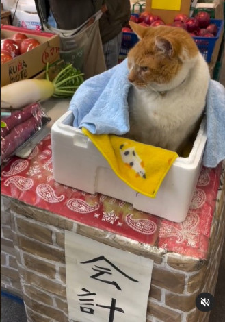 �_�ސ쌧���l�s����ɂ���u��v���ʓX�v�̃C���X�^�ɓ��e����Ă���ŔL�̂߂������i��kikuya.seikaten�j 