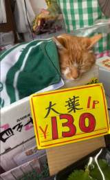 �_�ސ쌧���l�s����ɂ���u��v���ʓX�v�̃C���X�^�ɓ��e����Ă���ŔL�̂߂������i��kikuya.seikaten�j 