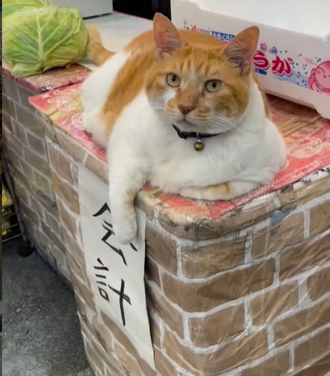 画像・写真 | 猫店長が青果店に福招く？ 多頭飼育崩壊からやってきた