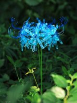 �u���ފ݉ԁv����o�T�~�t�H�g�O���t�@�[�E���{�Ȃ������i�i@okaphotoart�j��� 