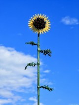 �u�Ђ܂��v����o�T�~�t�H�g�O���t�@�[�E���{�Ȃ������i�i@okaphotoart�j��� 