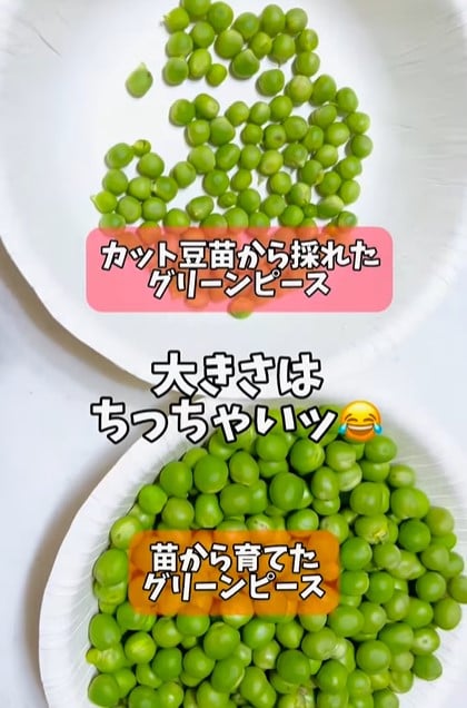ぐりーんぴーす様専用 豆ご飯