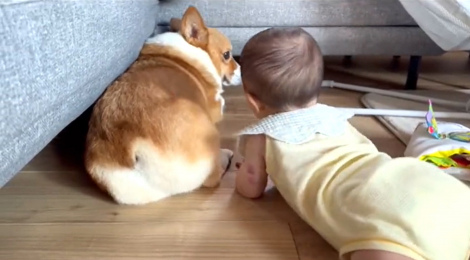 �g���������b�h�����񂪋߂Â����u�ԁc�Q�ĂăR�e�b�Ɖ������R�[�M�[�̂��Ȃ肭��i@inari_corgiboy�j 