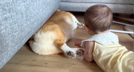 ���S�Ɏ��񂾂ӂ�������R�[�M�[�̂��Ȃ肭��i@inari_corgiboy�j 