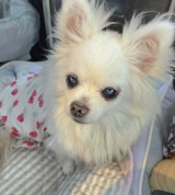 �S���Ȃ��������p���̈����E�`���R�@�i�ʐ^�̓u���O���j 