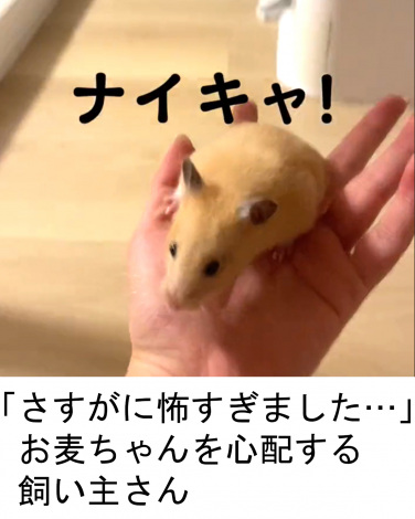 �u�������ɕ|�����܂����c�v���������Ƃ͔��΂ɐS�z�����������傳��i@omugi0410���j 