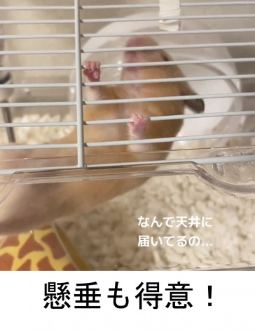 �u���������ӁI�v�g�E�҃n���X�^�[�h�̂��������i@omugi0410���j 