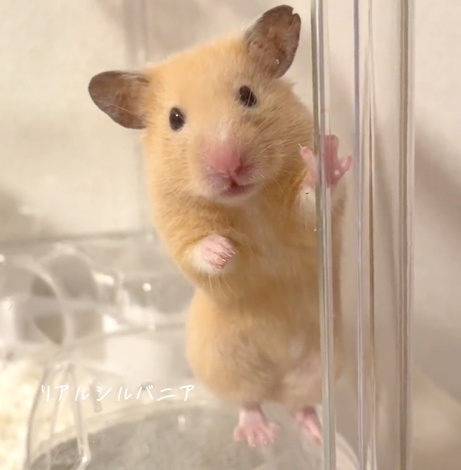 �Ƃ��Ă����킢�����������i@omugi0410���j 