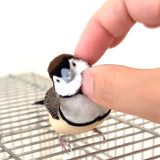 �J�m�R�X�Y���̂��߂���i�������܎q�O�^@tozantomusic���j 