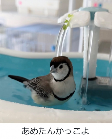 �J�m�R�X�Y���̂��߂���i�������܎q�O�^@tozantomusic���j 