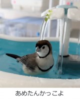 �J�m�R�X�Y���̂��߂���i�������܎q�O�^@tozantomusic���j 