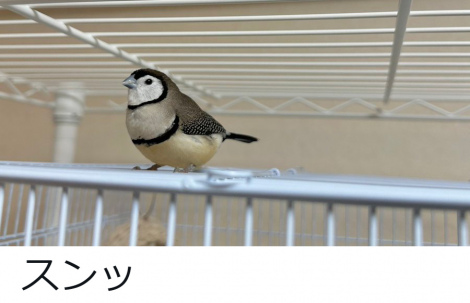 �J�m�R�X�Y���̂��߂���i�������܎q�O�^@tozantomusic���j 