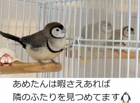 �J�m�R�X�Y���̂��߂���i�������܎q�O�^@tozantomusic���j 