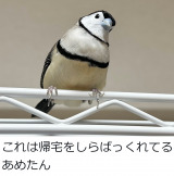 �J�m�R�X�Y���̂��߂���i�������܎q�O�^@tozantomusic���j 