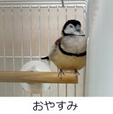 �J�m�R�X�Y���̂��߂���i�������܎q�O�^@tozantomusic���j 