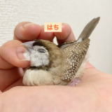 �J�m�R�X�Y���̂͂��i�������܎q�O�^@tozantomusic���j 