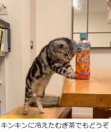 ���񂱂���i���񂱂Ƃ��Ȃ��@�[�d�˂��^@cat_anko3���j 