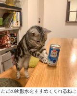 ���񂱂���i���񂱂Ƃ��Ȃ��@�[�d�˂��^@cat_anko3���j 