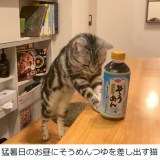 ���񂱂���i���񂱂Ƃ��Ȃ��@�[�d�˂��^@cat_anko3���j 