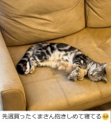 �i���񂱂Ƃ��Ȃ��@�[�d�˂��^@cat_anko3���j 