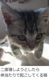 �i���񂱂Ƃ��Ȃ��@�[�d�˂��^@cat_anko3���j 