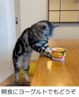 �i���񂱂Ƃ��Ȃ��@�[�d�˂��^@cat_anko3���j 