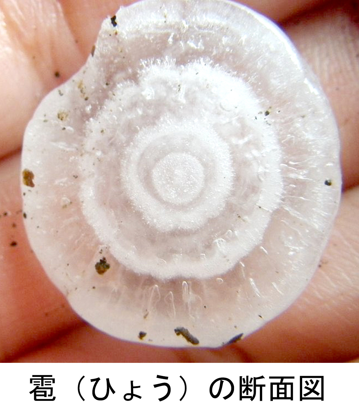 画像・写真 | “雹（ひょう）”の中身、どうなっている？「バラのよう