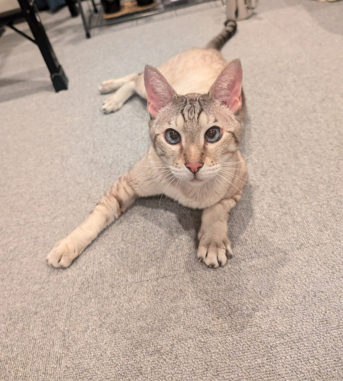 u낵!v₷qیL}ꂽƂ(ʐ^X @yasuko_sma ) 