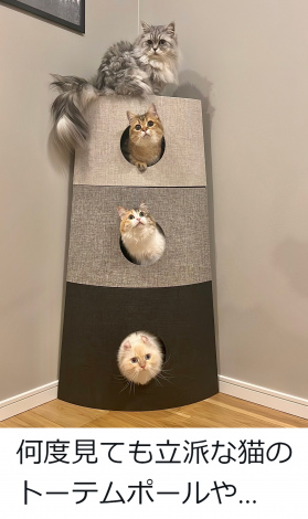 ���C���N�[���̂��䂫����񂽂��i@potechi_nikki���j 