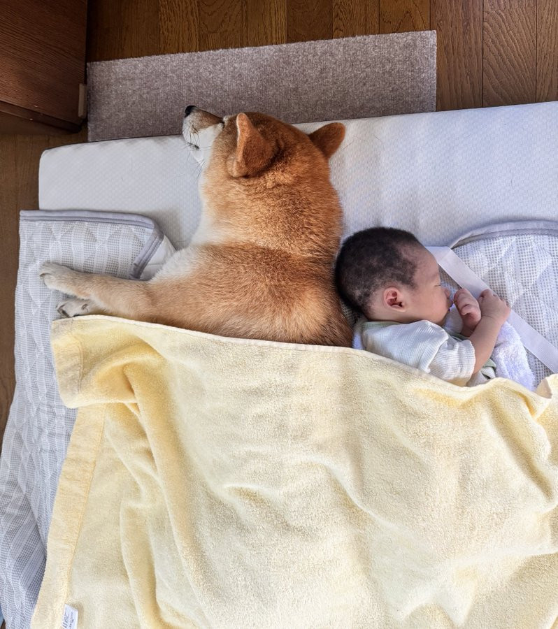 画像・写真 | 0歳児と添い寝する柴犬＆赤ちゃんに構われすぎて死んだ
