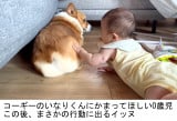 R[M[̂Ȃ肭0΂̖(@inari_corgiboy) 