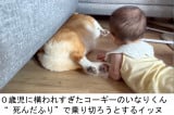 R[M[̂Ȃ肭0΂̖(@inari_corgiboy) 