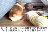 R[M[̂Ȃ肭0΂̖(@inari_corgiboy) 