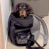 �u�Ȃ�? �O�H����!?�v���o�����o�b�O�ŃX�^���o�C����_�b�N�X&���R�炵�o���ĉB���e���A�u����Ȃ񂳂ꂽ��{���v 