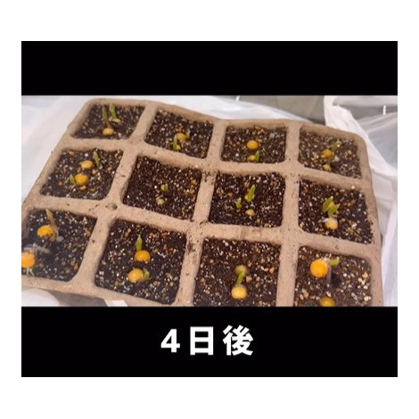 �܂��Ă���4����Ƀ|�b�v�R�[��������I�I����Ɂc�i�摜�񋟁^kinmokusei@akinosora�j 