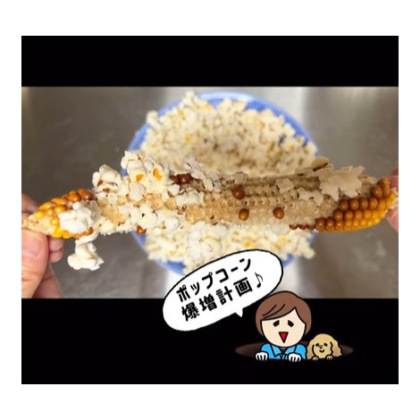 �|�b�v�R�[�����ʌv��听���I�I�i�摜�񋟁^kinmokusei@akinosora�j 