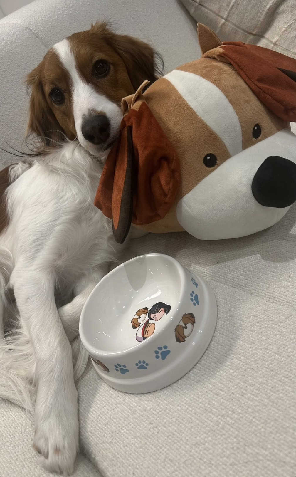 Amazon.co.jp: デコピン似 犬のぬいぐるみマスコット 2個