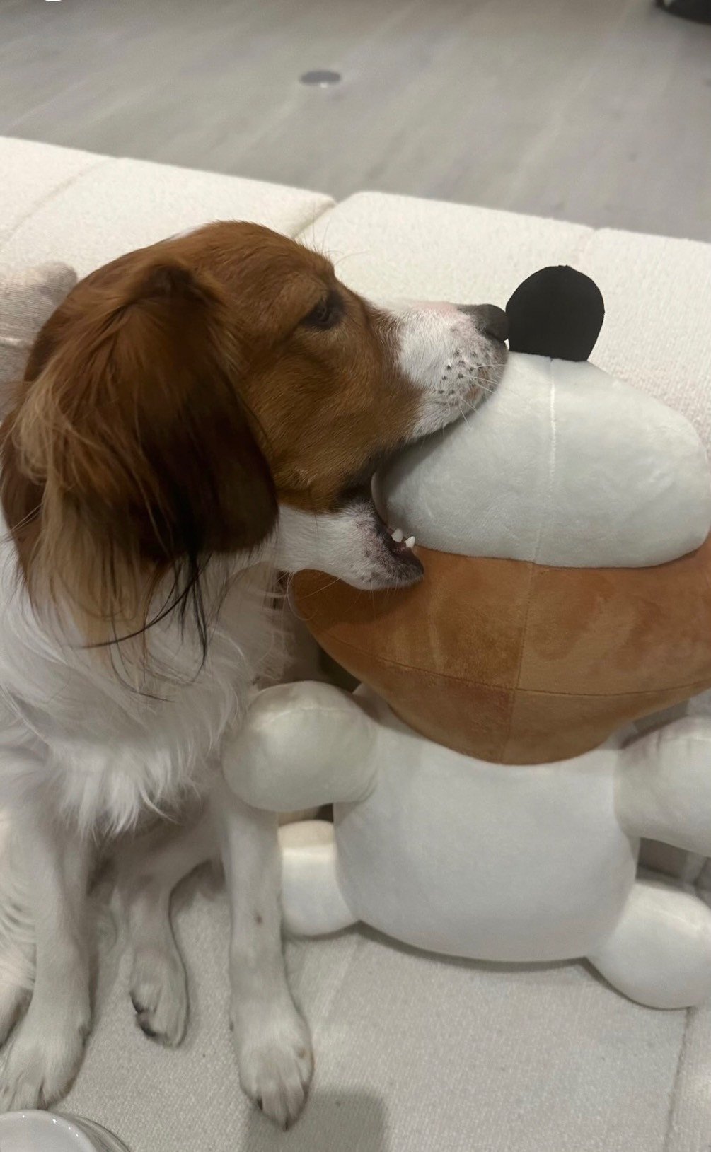 デコピンみたいな犬のぬいぐるみ デコピン、自身にそっくりなぬいぐるみをガブリ やんちゃな姿に