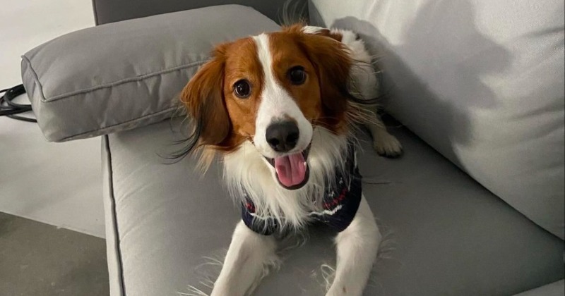 デコピン カメラマンは真美子さん？」デコピンの“表情”にSNS注目「デコピンさん