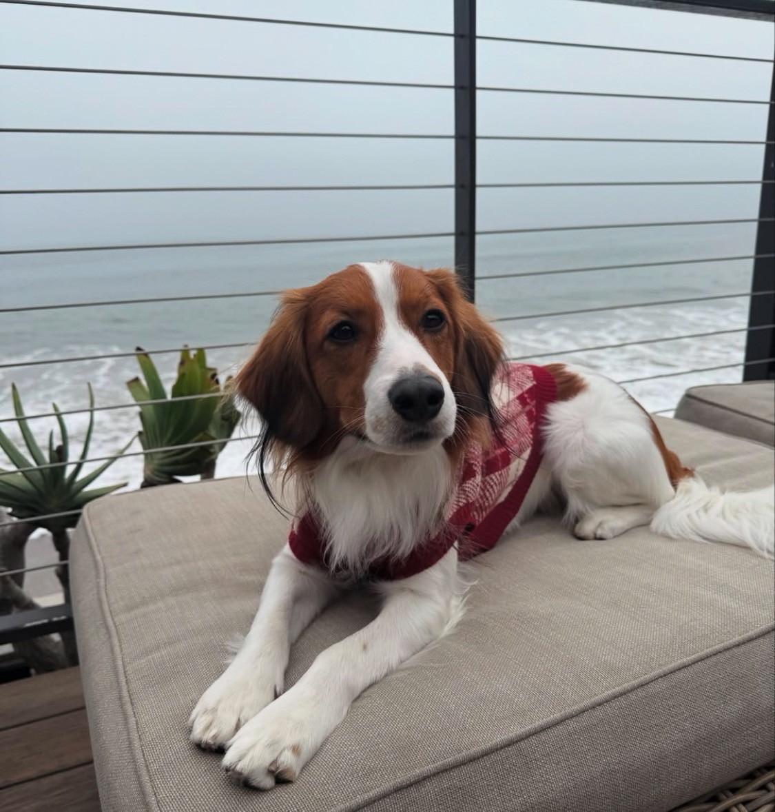 デコピンくん！ 71PkVg+uTtL._AC_UF350,