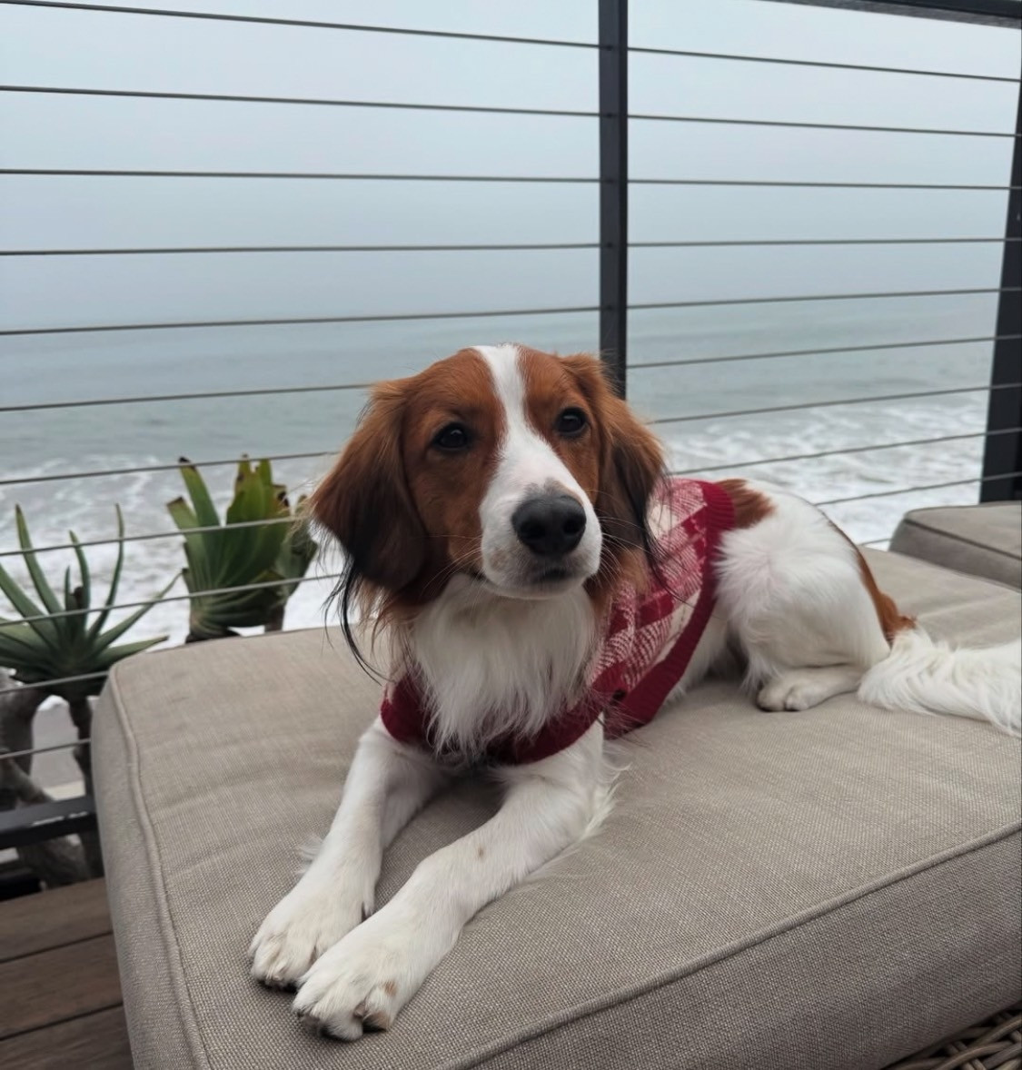 画像・写真 | 大谷翔平に抱っこされたデコピンの“表情”にSNS注目