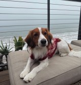 デコピンくん！ 画像・写真 | 大谷翔平に抱っこされたデコピンの“表情”にSNS注目