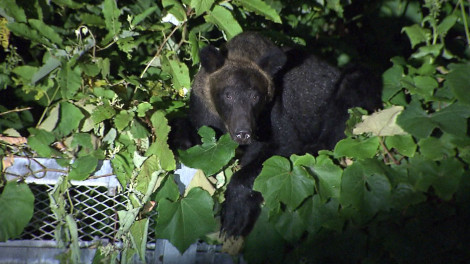 �w����� �N�}�Ɩ����`�x�ēF�����މ��iC�jHBC 