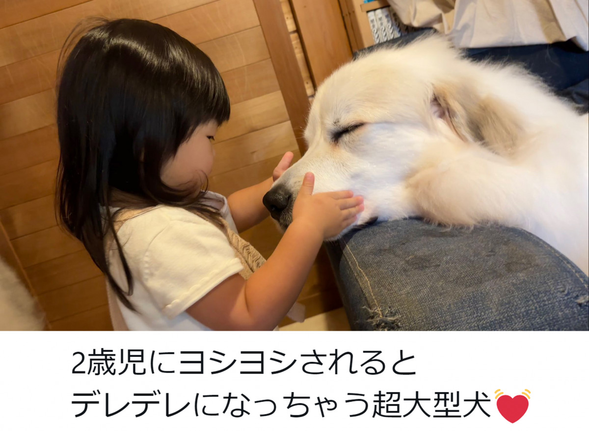 ^̃O[gsj[ỸVV񂪑D2Ζ(R炵̃VV @chouchou_the_g) 