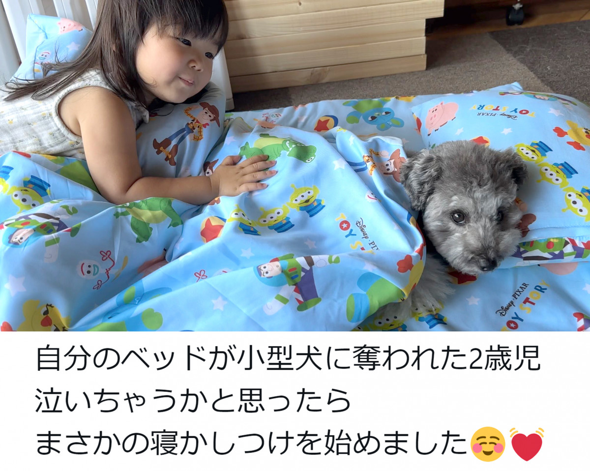 ^̃O[gsj[ỸVV񂪑D2Ζ(R炵̃VV @chouchou_the_g) 