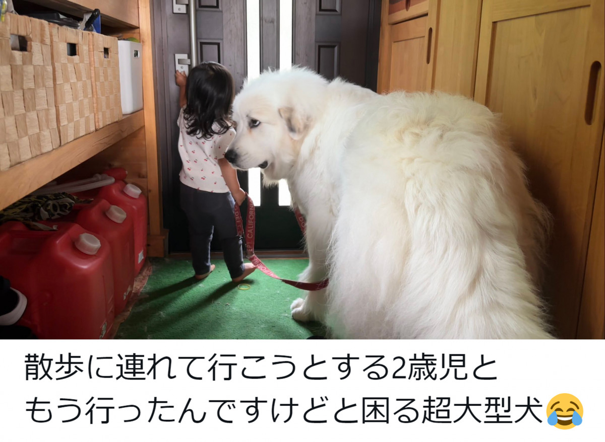 ^̃O[gsj[ỸVV񂪑D2Ζ(R炵̃VV @chouchou_the_g) 