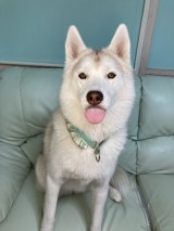 �u�Ȃ��ɂ���ww�v�ӊO�ȏꏊ�Ɂg�V���f�����t�B�b�g�h���Ă����n�X�L�[���ɔ��� �ق��A�l�CSNS���L��BEST3 